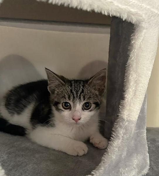 Kattenpraat