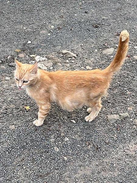 Kattenpraat