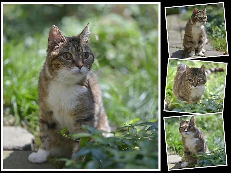 Kattenpraat
