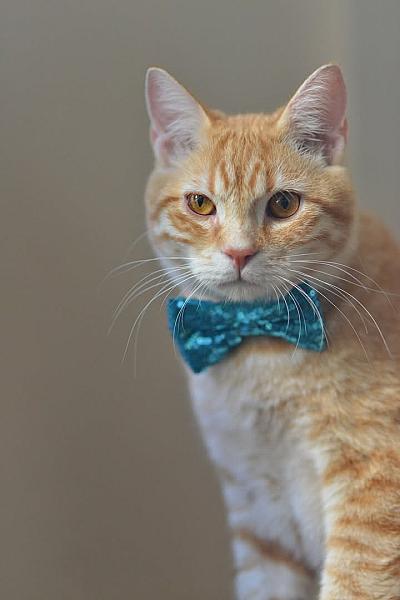 Kattenpraat