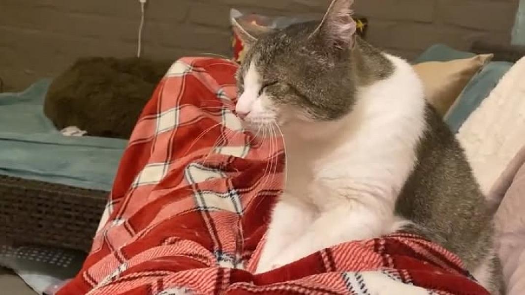 Kattenpraat