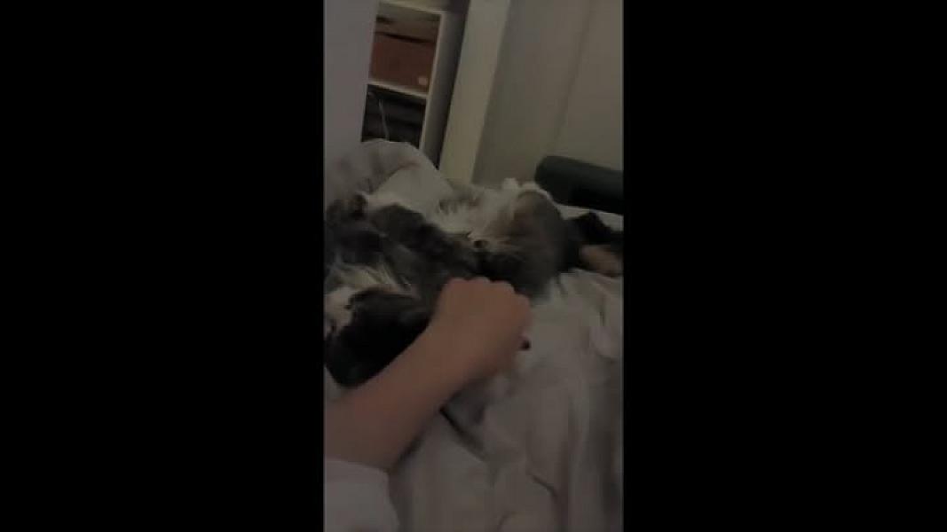 Kattenpraat