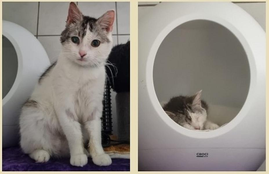 Kattenpraat