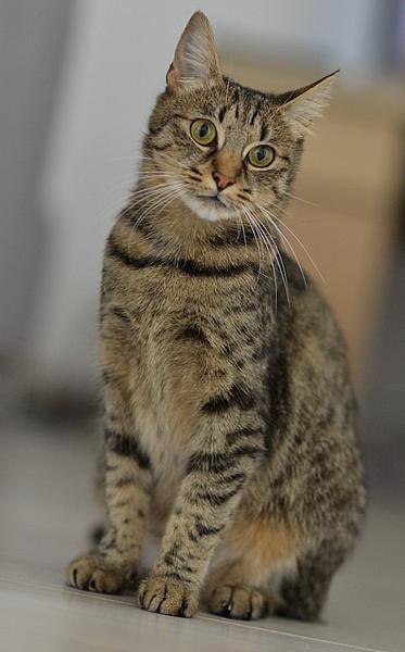 Kattenpraat