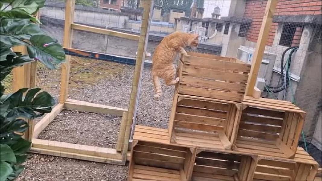 Kattenpraat