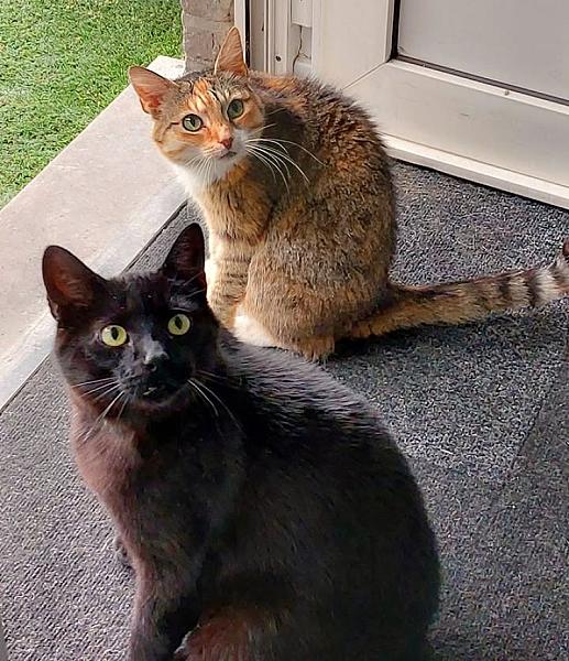 Kattenpraat