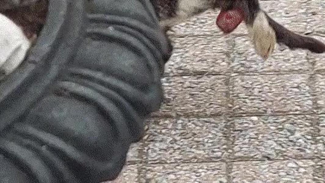 Kattenpraat