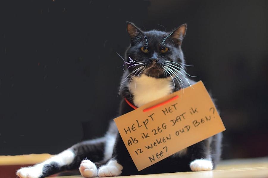 Kattenpraat