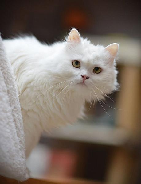 Kattenpraat
