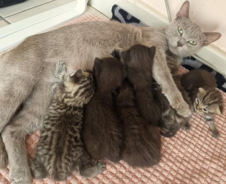 Kattenpraat