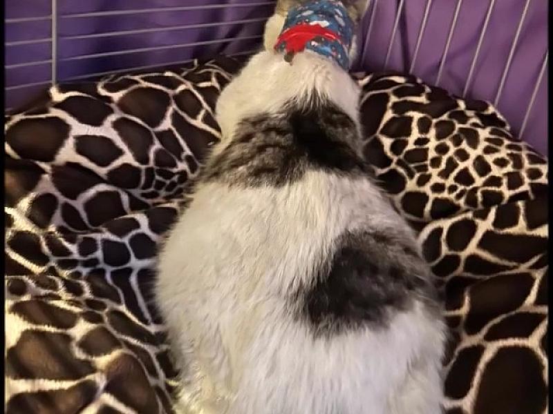 Kattenpraat