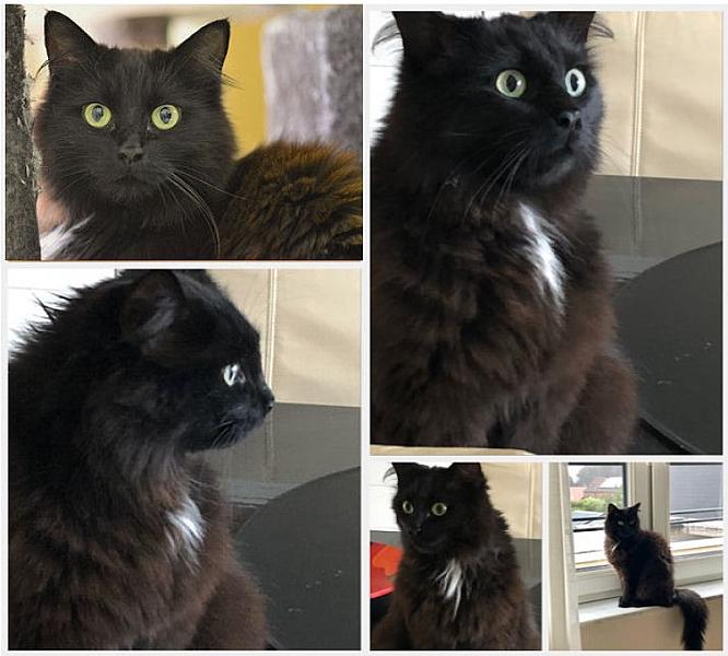 Kattenpraat