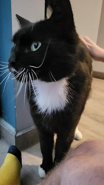 Kattenpraat