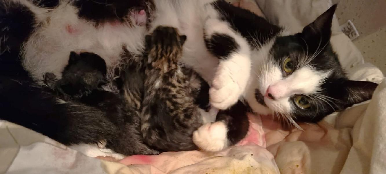 Kattenpraat