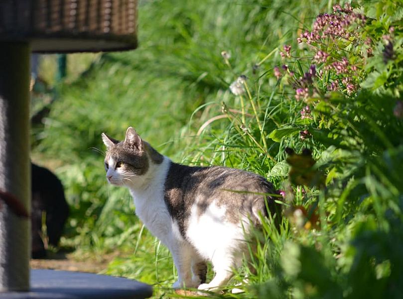 Kattenpraat