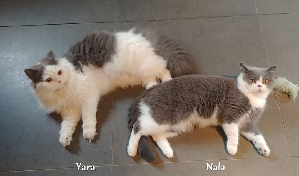 Kattenpraat