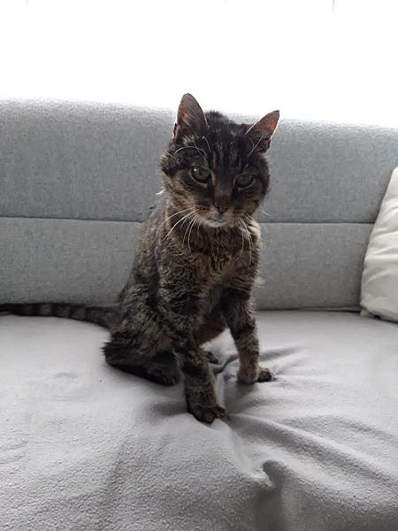 Kattenpraat