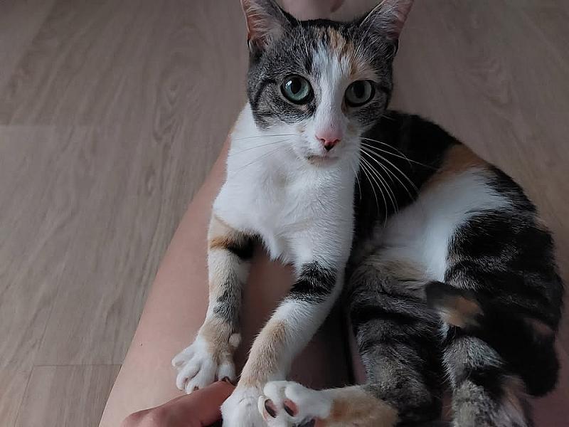 Kattenpraat