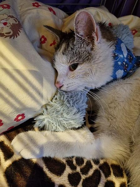 Kattenpraat