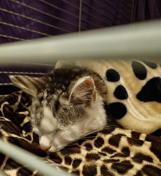 Kattenpraat