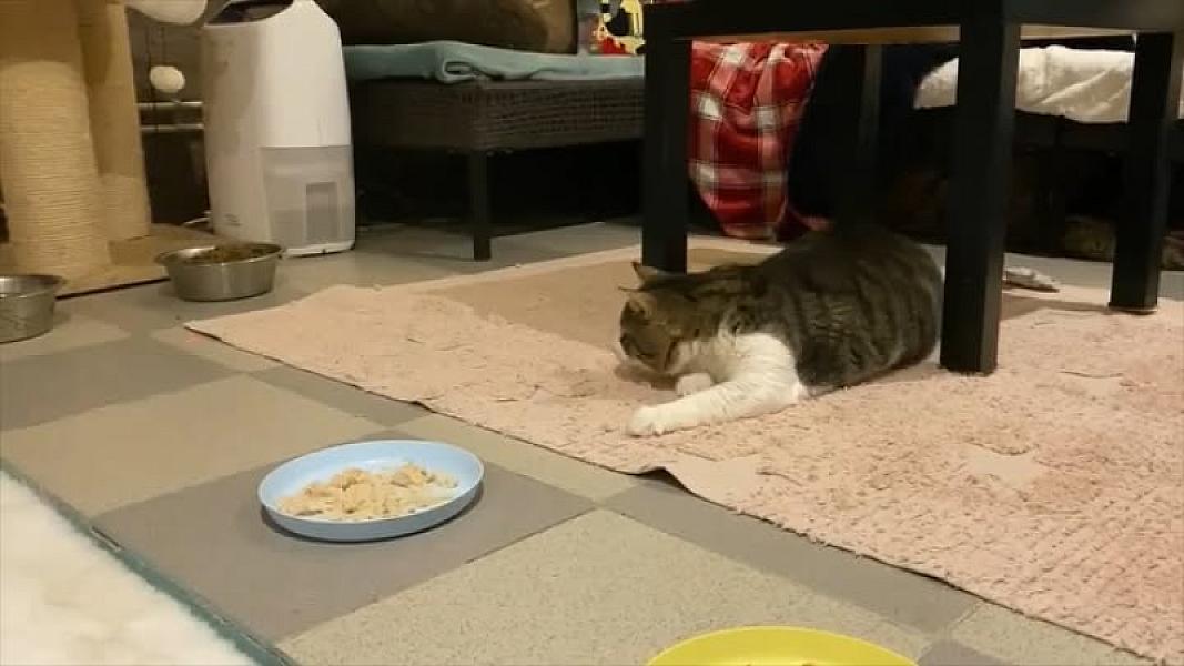 Kattenpraat