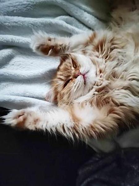 Kattenpraat
