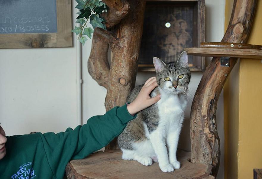 Kattenpraat