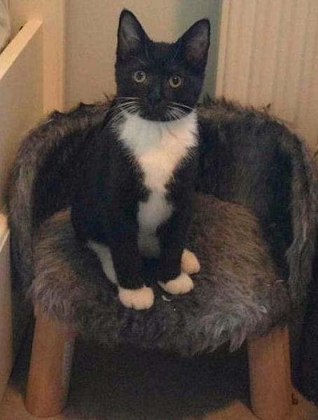 Kattenpraat