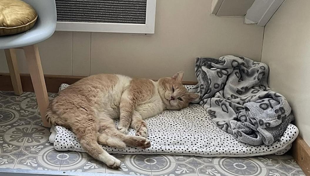 Kattenpraat