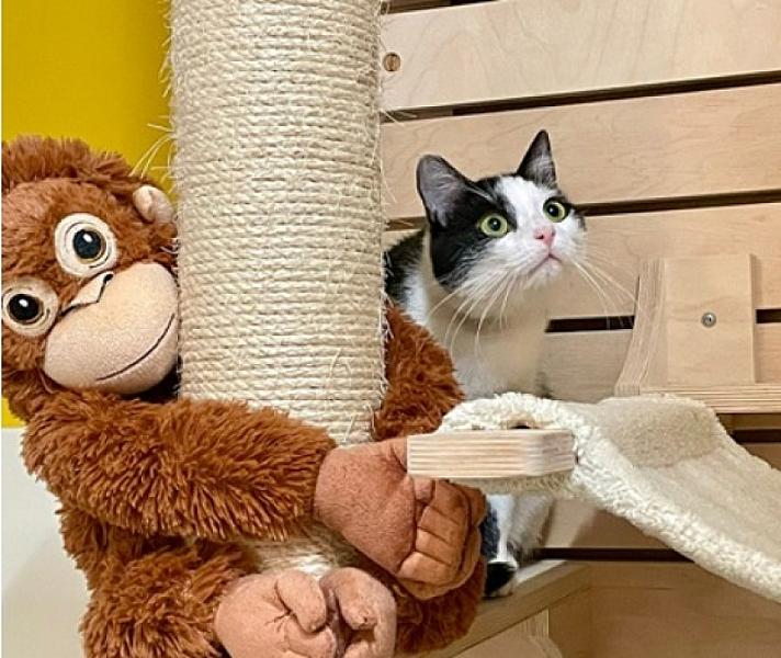 Kattenpraat
