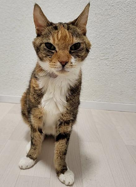 Kattenpraat