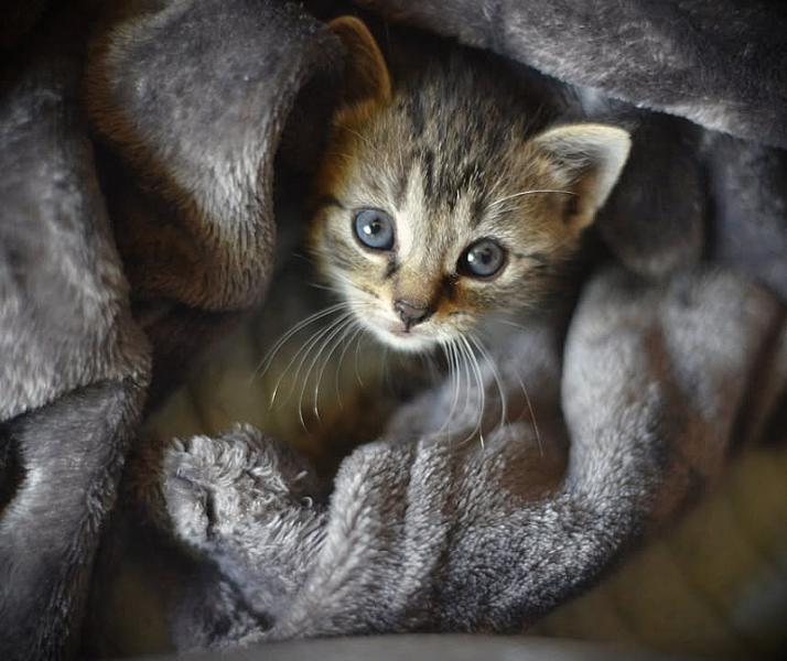 Kattenpraat