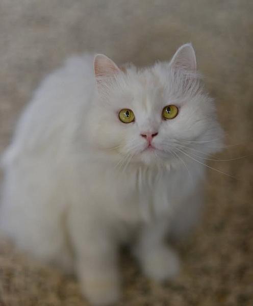 Kattenpraat