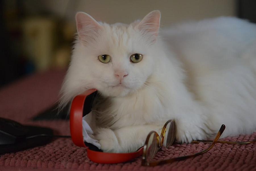Kattenpraat
