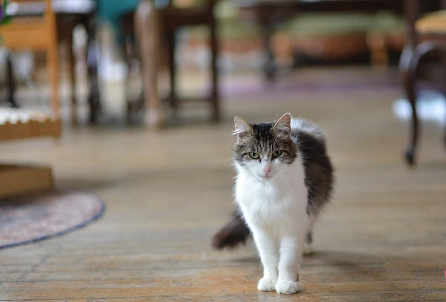 Kattenpraat