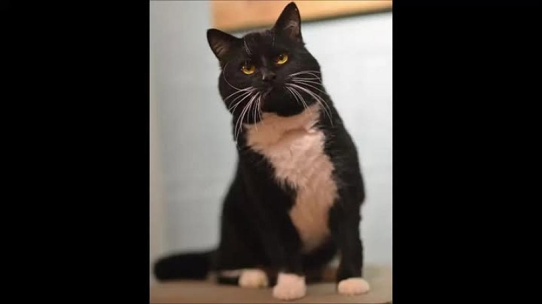 Kattenpraat