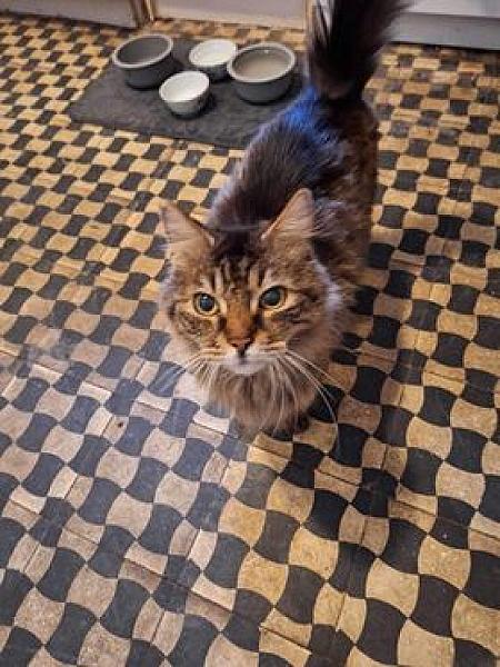 Kattenpraat