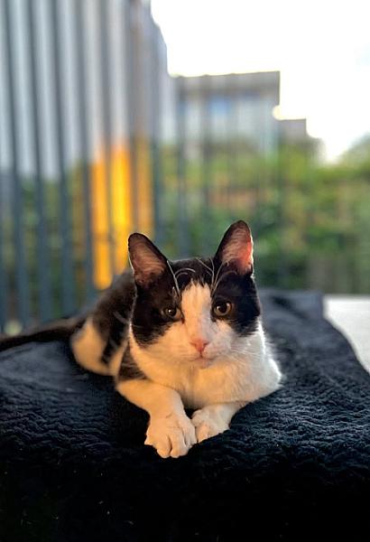 Kattenpraat