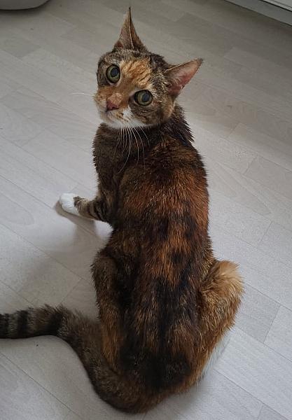 Kattenpraat