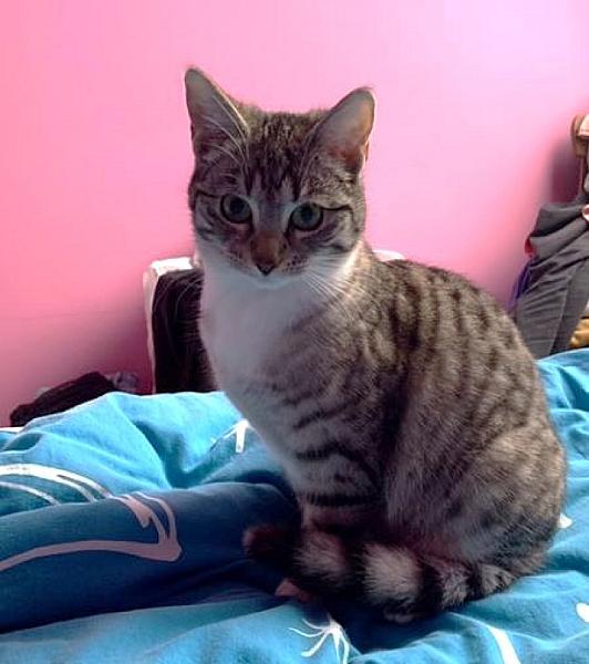 Kattenpraat
