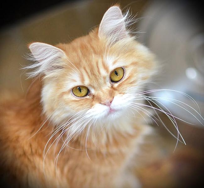 Kattenpraat