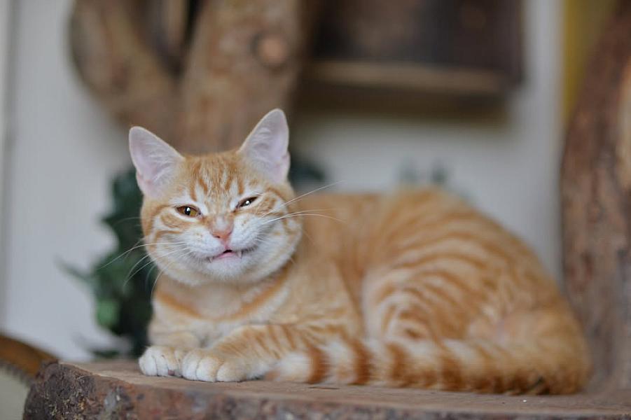 Kattenpraat