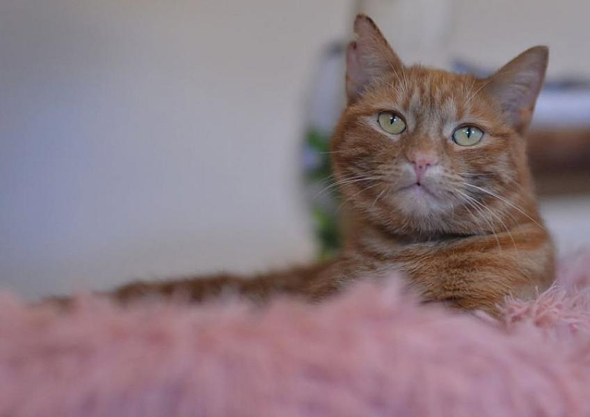 Kattenpraat