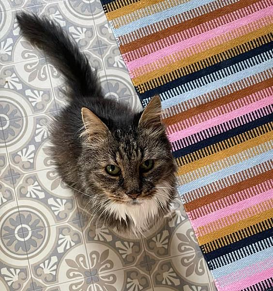 Kattenpraat