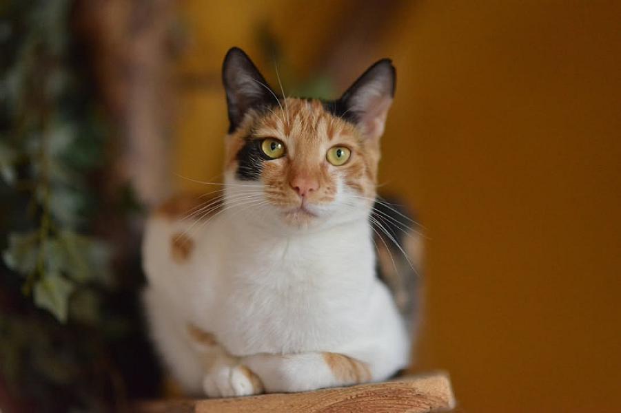 Kattenpraat