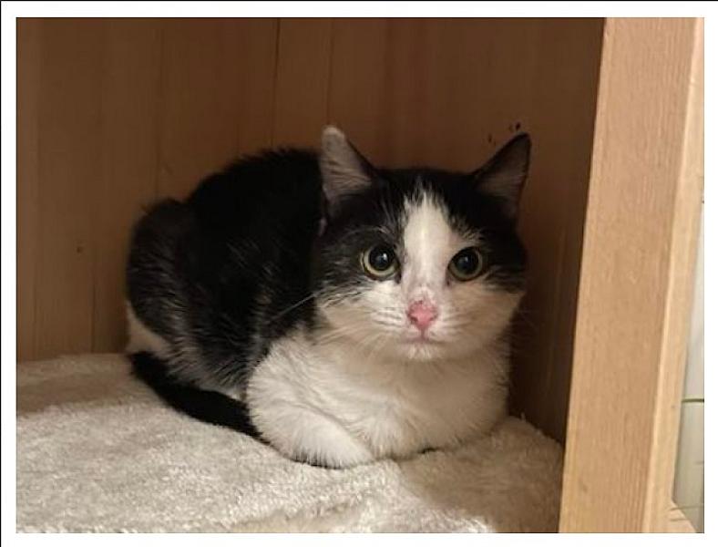 Kattenpraat