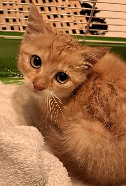 Kattenpraat