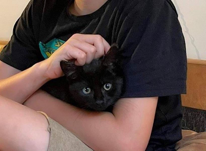 Kattenpraat
