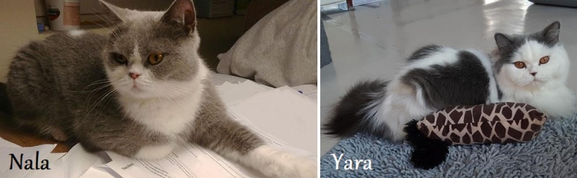 Kattenpraat
