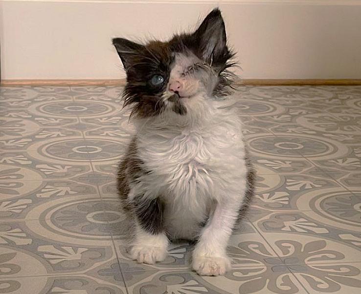 Kattenpraat